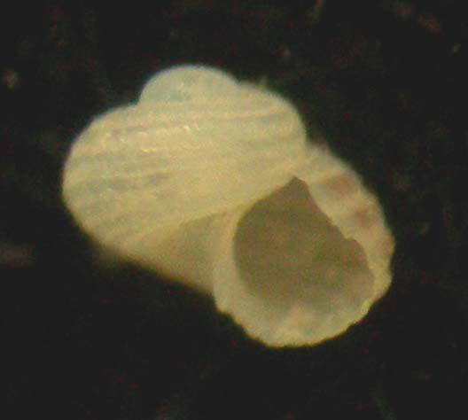 giovane homalopoma?